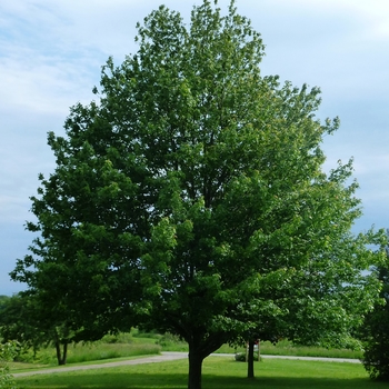 Acer rubrum 'Embers'