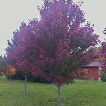 Acer rubrum 'Brandywine' 