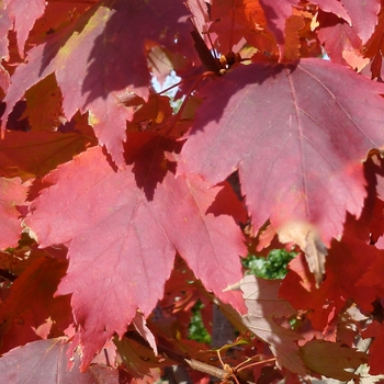 Acer rubrum 'Autumn Spire'