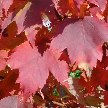 Acer rubrum 'Autumn Spire' 