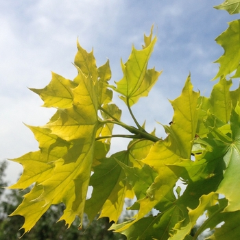 Acer platanoides 'Princeton Gold'