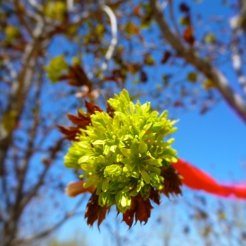 Acer platanoides 'Deborah'