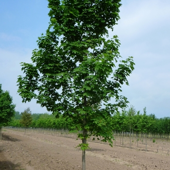 Acer platanoides 'Columnarbroad' 