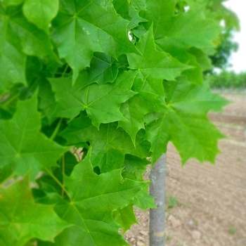 Acer platanoides 'Cleveland' 