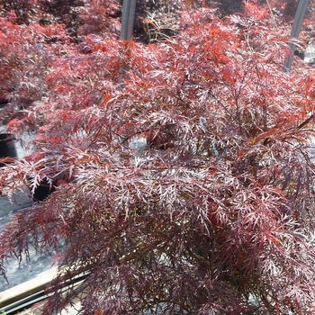 Acer palmatum var. dissectum 'Garnet'