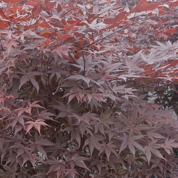 Acer palmatum 'Hime Shojo' 