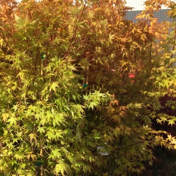 Acer palmatum 'Katsura'