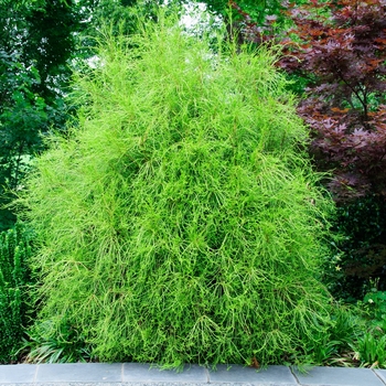 Thuja orientalis 'Franky Boy'