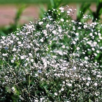 Gypsophila paniculata 'Perfecta' 