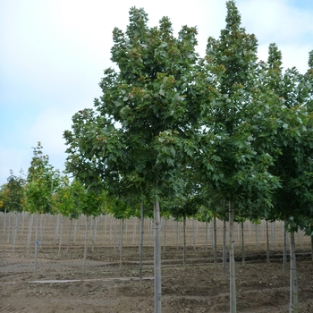 Acer x freemanii 'Celebration®'