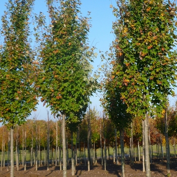 Acer x freemanii 'Armstrong'