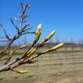 Acer pseudoplatanus