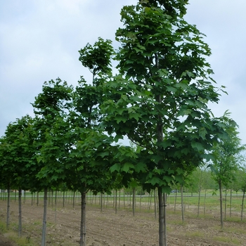 Acer pseudoplatanus 