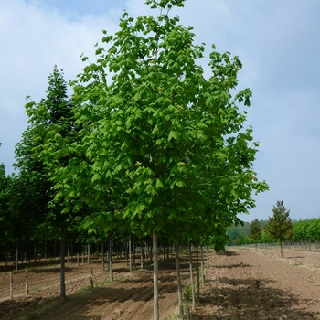 Acer nigrum 'Greencolumn' 