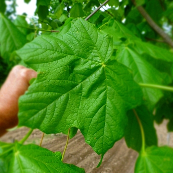 Acer nigrum 'Greencolumn'