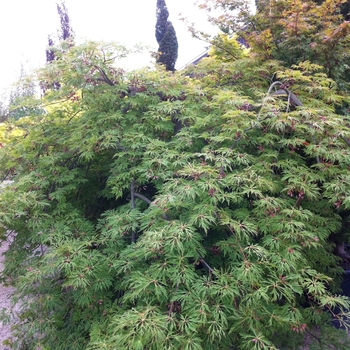 Acer japonicum 'Green Cascade'