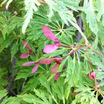 Acer japonicum 'Green Cascade' 