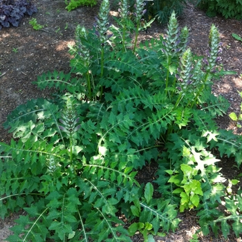 Acanthus hungaricus 