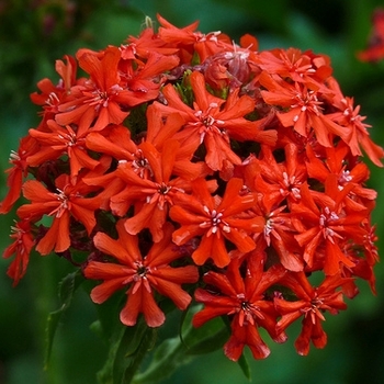 Lychnis chalcedonica 'Burning Love' 