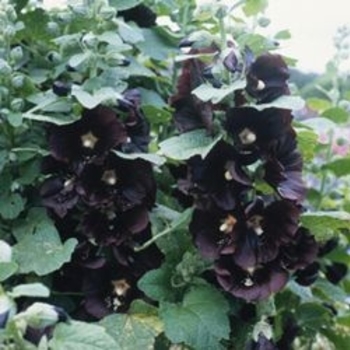 Alcea rosea var. nigra 'The Watchman' 