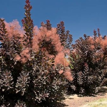 Cotinus coggygria 'Cooke's Purple™' 