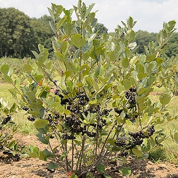 Aronia melanocarpa 'McKenzie' 