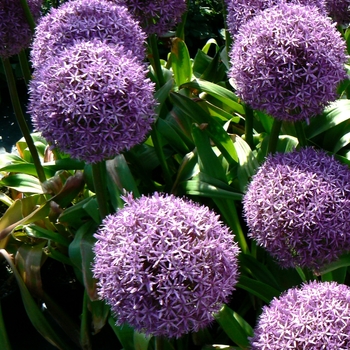 Allium giganteum 'Globemaster' 