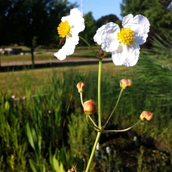 Alisma plantago-aquatica