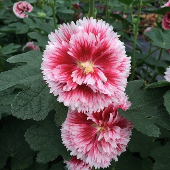 Alcea rosea 'Fiesta Time'