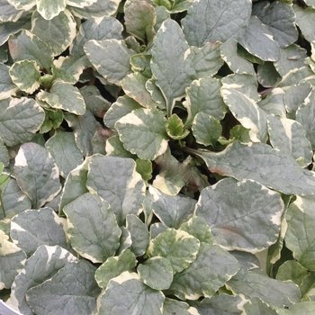 Ajuga reptans 'Silver Queen'