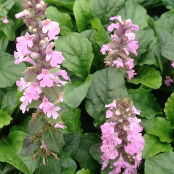 Ajuga reptans 'Rosea'