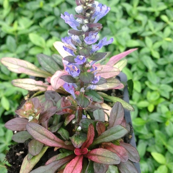 Ajuga reptans 'Dixie Chip'