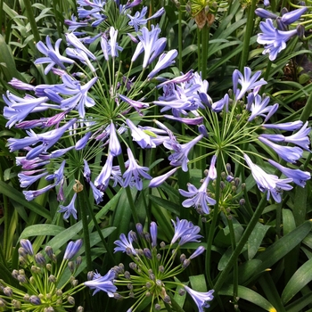 Agapanthus africanus 'Blue Triumphator' (084217)