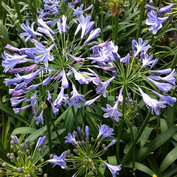 Agapanthus africanus 'Blue Triumphator'