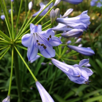 Agapanthus africanus 'Blue Triumphator' 