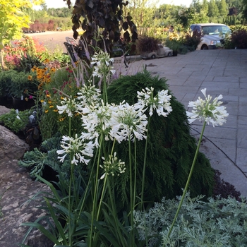 Agapanthus africanus 'Albus' 