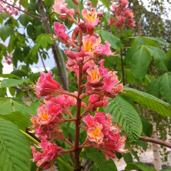 Aesculus x carnea 'Ft. McNair' 