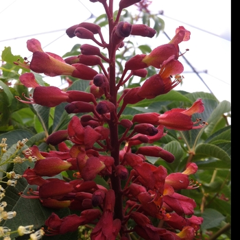 Aesculus pavia '' (084225)