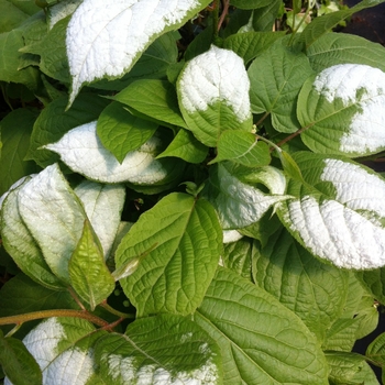 Actinidia kolomikta (male)