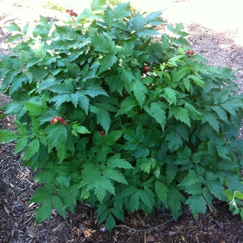 Actaea rubra '' (084237)