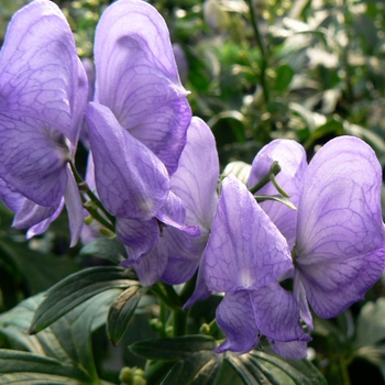 Aconitum fischeri '' (084259)