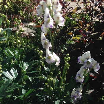 Aconitum cammarum 'Eleanor'