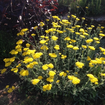 Achillea tomentosa 'Aurea' 