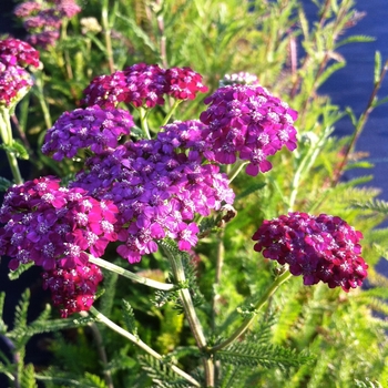 Achillea millefolium 'Cerise Queen (Kirschkonigin)'