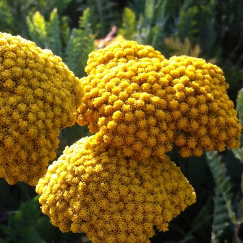 Achillea filipendulina 'Cloth of Gold'