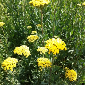 Achillea ageratum 'Moon Walker'