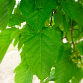 Acer tataricum