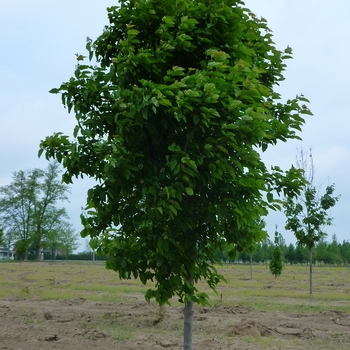 Acer tataricum 