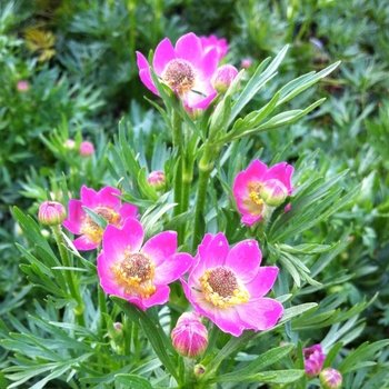 Anemone multifida 'Rubra'