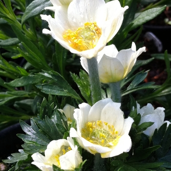 Anemone multifida 'Major' 